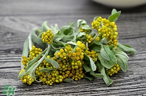 佛耳草的功效與作用及禁忌 佛耳草怎么吃 佛耳草的功效與作用及禁忌 佛耳草怎么吃