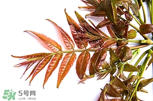 香椿樹(shù)什么時(shí)候發(fā)芽？香椿樹(shù)什么時(shí)候種植