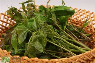 香椿葉怎么吃？香椿葉的吃法