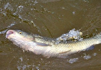 4月份可以釣草魚嗎？4月份如何釣草魚？