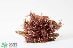 香椿樹(shù)什么時(shí)候發(fā)芽？香椿樹(shù)什么時(shí)候種植