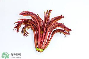 香椿樹(shù)什么時(shí)候發(fā)芽？香椿樹(shù)什么時(shí)候種植