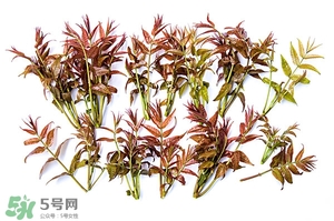 香椿樹(shù)什么時(shí)候發(fā)芽？香椿樹(shù)什么時(shí)候種植