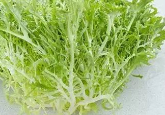 苦菊和什么相克？苦菊不能和什么同吃