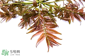 香椿樹(shù)什么時(shí)候發(fā)芽？香椿樹(shù)什么時(shí)候種植