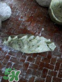 佛耳草的功效與作用及禁忌 佛耳草怎么吃 佛耳草的功效與作用及禁忌 佛耳草怎么吃