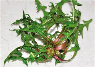 婆婆丁吃多了好嗎？婆婆丁吃多了會怎么樣？