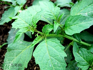 苦苦菜的功效與作用及食用方法 苦苦菜的功效與作用及食用方法