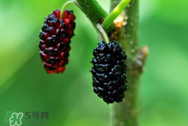 寶寶能吃桑葚嗎？寶寶多大能吃桑葚？