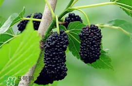 寶寶能吃桑葚嗎？寶寶多大能吃桑葚？