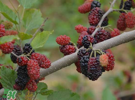 寶寶能吃桑葚嗎？寶寶多大能吃桑葚？