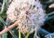 蒲公英可以治什么病?蒲公英能治療什么病? 蒲公英可以治什么病?蒲公英能治療什么病?