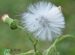 蒲公英可以治什么病?蒲公英能治療什么病? 蒲公英可以治什么病?蒲公英能治療什么病?