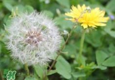 蒲公英花的營養(yǎng)價(jià)值_蒲公英花的功效與作用及食用方法