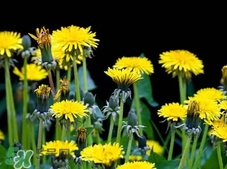 蒲公英花的營養(yǎng)價(jià)值_蒲公英花的功效與作用及食用方法