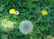 蒲公英花的營養(yǎng)價(jià)值_蒲公英花的功效與作用及食用方法