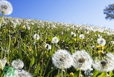 蒲公英葉的營(yíng)養(yǎng)價(jià)值_蒲公英葉的功效與作用及食用方法 蒲公英葉的營(yíng)養(yǎng)價(jià)值_蒲公英葉的功效與作用及食用方法