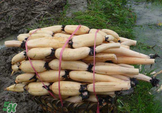 香椿和蓮藕能一起吃嗎？香椿能和蓮藕一起吃嗎？