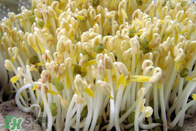 香椿和豆芽能一起吃嗎？香椿豆芽的做法大全