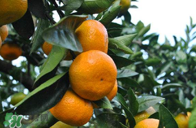 四月份有橘子嗎？四月份的橘子口感如何？