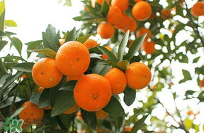 四月份有橘子嗎？四月份的橘子口感如何？