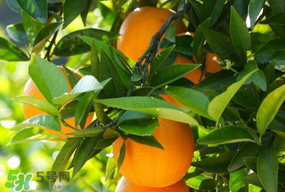 四月份有橘子嗎？四月份的橘子口感如何？