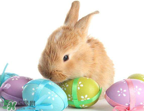 復活節(jié)為什么有兔子？復活節(jié)的兔子的來歷