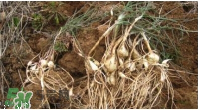 小根蒜的根能吃嗎？小根蒜的須子可以吃嗎