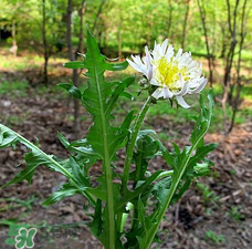 婆婆丁能包餃子嗎？婆婆丁可以包餃子嗎？