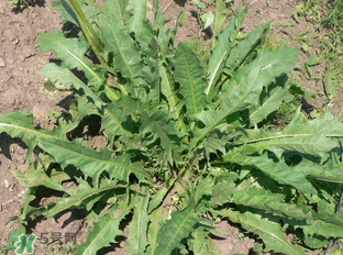 婆婆丁能包餃子嗎？婆婆丁可以包餃子嗎？