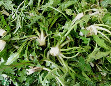 婆婆丁能包餃子嗎？婆婆丁可以包餃子嗎？