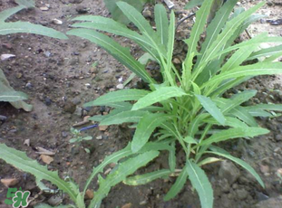 婆婆丁能炒雞蛋嗎？婆婆丁可以炒雞蛋嗎？