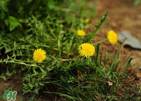 婆婆丁能炒雞蛋嗎？婆婆丁可以炒雞蛋嗎？