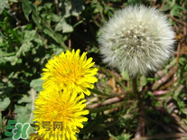 婆婆丁花能吃嗎？婆婆丁花可以吃嗎？