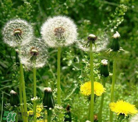 婆婆丁花能吃嗎？婆婆丁花可以吃嗎？