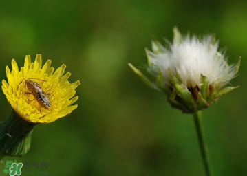 婆婆丁花能吃嗎？婆婆丁花可以吃嗎？