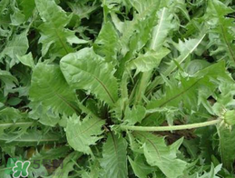 婆婆丁不能與什么同食？婆婆丁不能和什么一起吃？