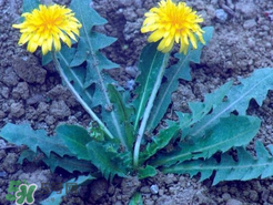 婆婆丁不能與什么同食？婆婆丁不能和什么一起吃？