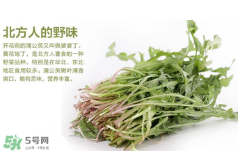 婆婆丁不能與什么同食？婆婆丁不能和什么一起吃？