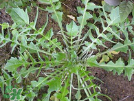 婆婆丁吃多了好嗎？婆婆丁吃多了會(huì)怎么樣？