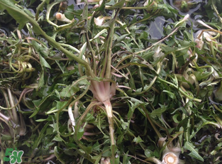 婆婆丁吃多了好嗎？婆婆丁吃多了會(huì)怎么樣？