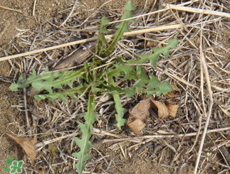 婆婆丁吃多了好嗎？婆婆丁吃多了會(huì)怎么樣？