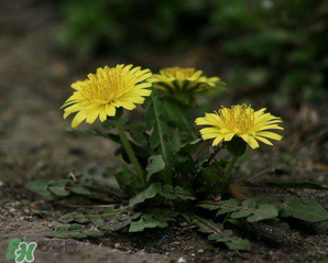 婆婆丁怎么吃？婆婆丁怎么吃最好？