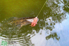 四月份能路亞黑魚嗎？路亞黑魚什么時間最好？