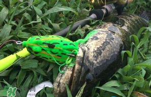 四月份能路亞黑魚嗎？路亞黑魚什么時間最好？