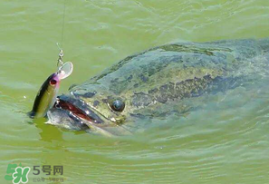 四月份能路亞黑魚嗎？路亞黑魚什么時間最好？