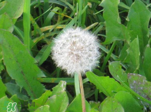 婆婆丁吃不了怎么保存？婆婆丁的保存方法