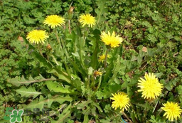 婆婆丁吃不了怎么保存？婆婆丁的保存方法