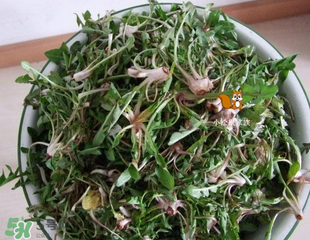 婆婆丁吃不了怎么保存？婆婆丁的保存方法