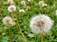 婆婆丁怎么曬干?婆婆丁曬干的方法 婆婆丁怎么曬干?婆婆丁曬干的方法